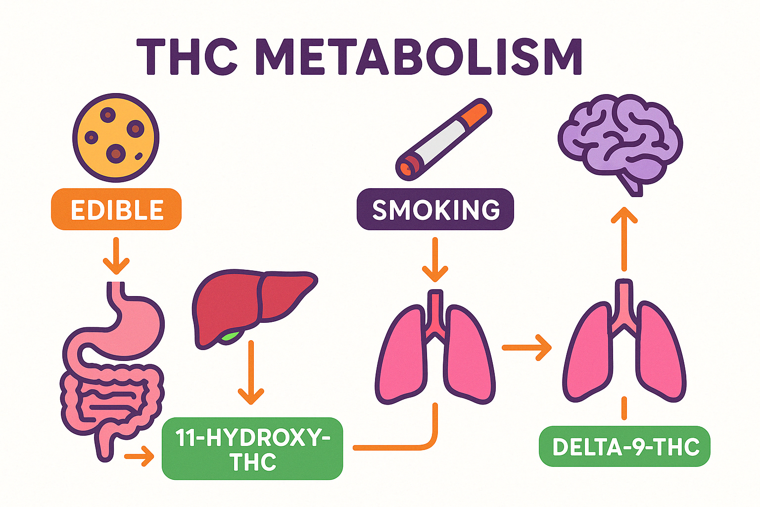 Diagram showing how THC is metabolized in the body when consumed as an edible versus when smoked, highlighting the liver's role in converting Delta-9 THC to 11-hydroxy-THC - thc gummy infographic 