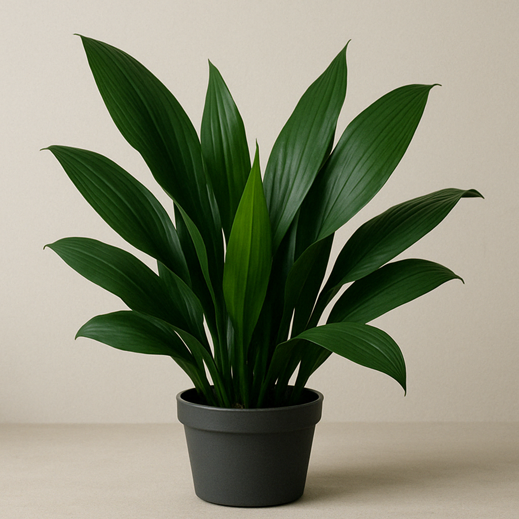 cast iron plant - low maintenance plants